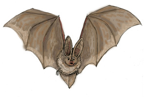 Bats are important to the ecosystem because they eat pests, which allows farmers to use less pesticides. 