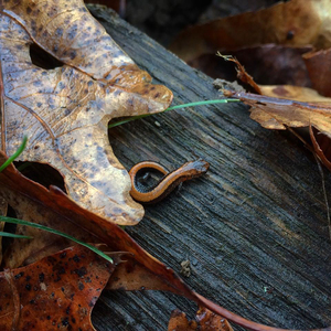 Students in SUNY-ESF's Herpetology Club are hoping to preserve endangered species.